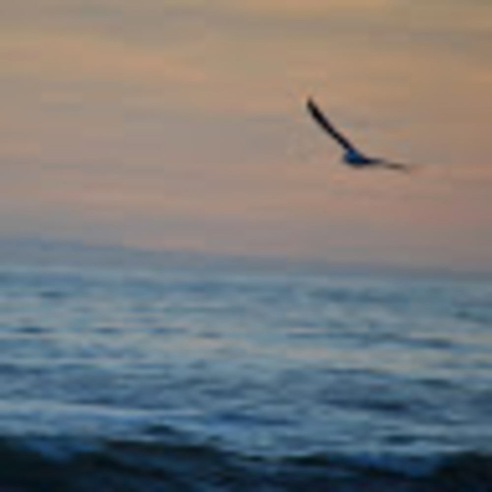 Meet your Posher, Amelia